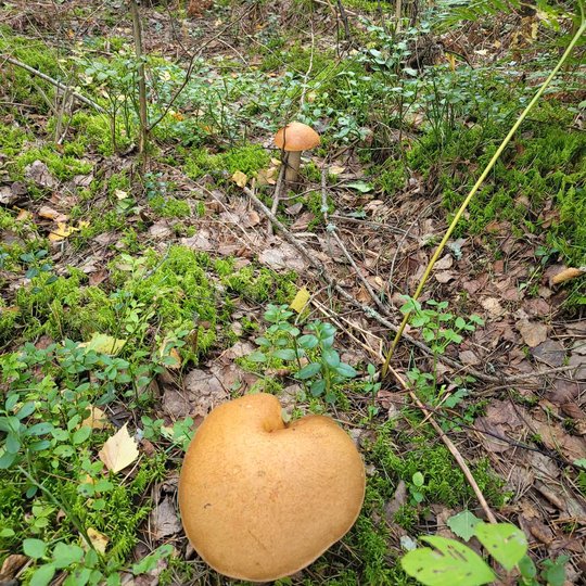 Iliustracija