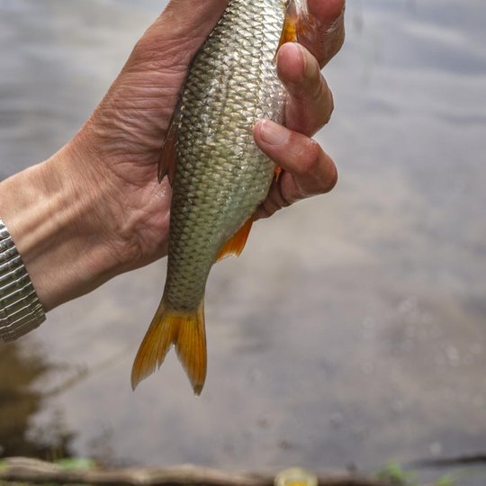 Iliustracija