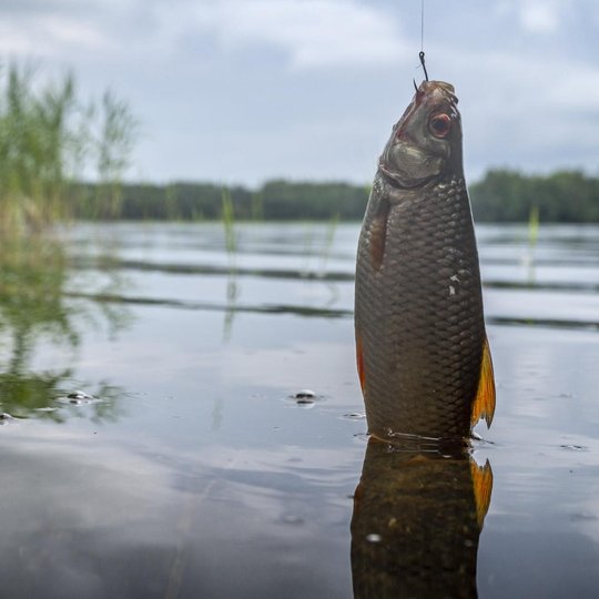 Iliustracija
