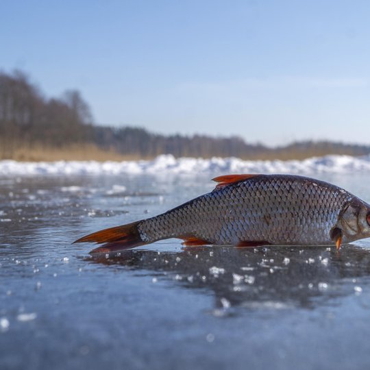 Iliustracija