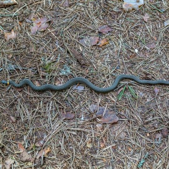 Iliustracija